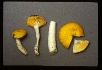 Russula risigallina image