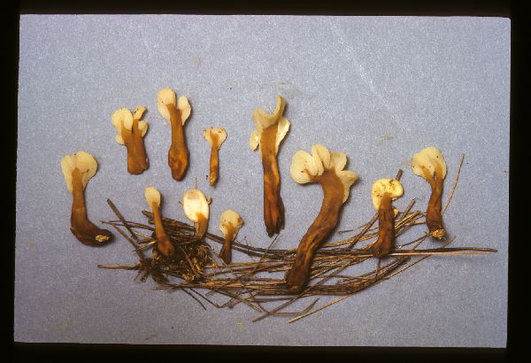 Spathularia velutipes image