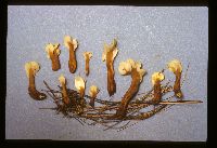 Media resource of Spathularia velutipes