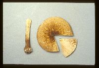 Pluteus granularis image
