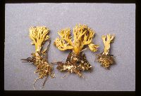 Ramaria eumorpha image