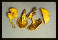 Pholiota flavida image