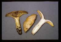 Lactarius maculatus image