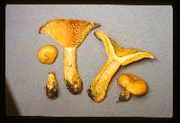 Lactarius salmonicolor image