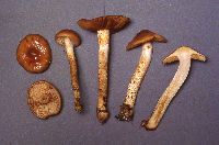 Cortinarius trivialis image