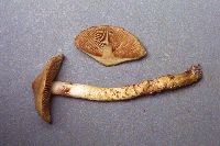 Cortinarius trivialis image