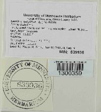 Lenzites betulinus image