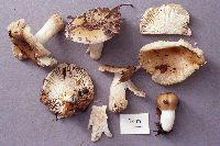 Russula pectinatoides image