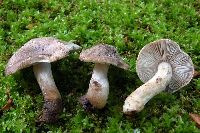 Media resource of Tricholoma argyraceum