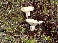 Lactarius deceptivus image