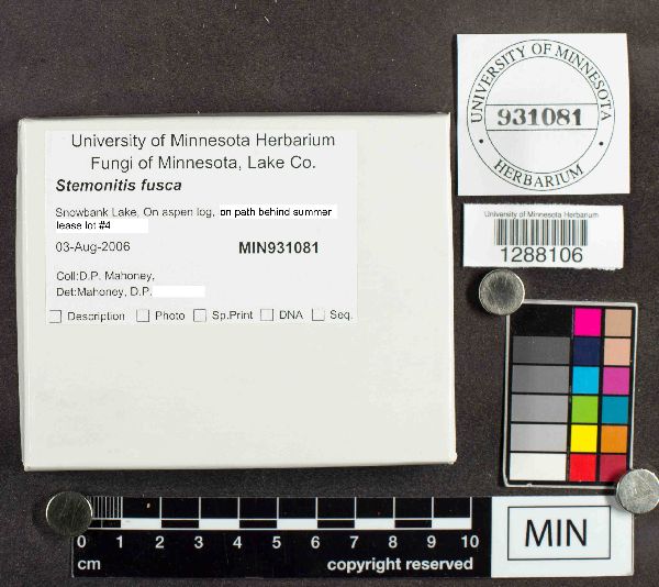 Stemonitis fusca image