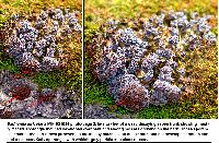 Physarum utriculare image