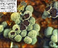 Physarum utriculare image