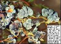 Physarum utriculare image