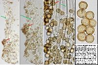 Physarum utriculare image