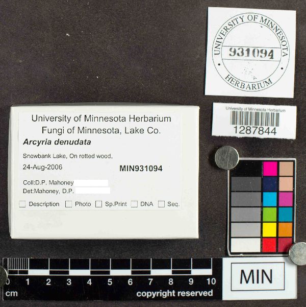 Arcyria denudata image