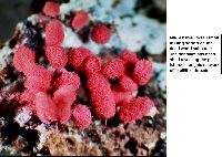 Arcyria denudata image