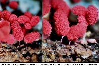 Arcyria denudata image