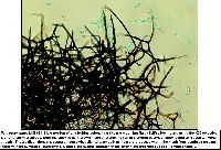 Neta patuxentica image