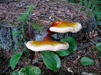 Ganoderma tsugae image