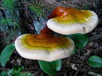 Ganoderma tsugae image