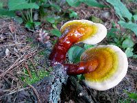 Ganoderma tsugae image