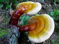 Ganoderma tsugae image