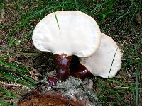 Ganoderma tsugae image