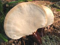 Ganoderma tsugae image