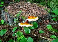 Ganoderma tsugae image