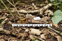 Pluteus romellii image