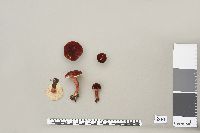 Gyroporus purpurinus image