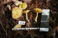 Suillus americanus image