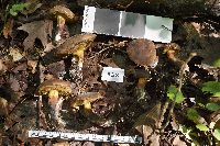 Cyanoboletus pulverulentus image