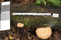 Rhodotus palmatus image