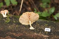 Rhodotus palmatus image