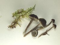 Gliophorus irrigatus image