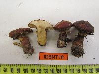Suillus grevillei image