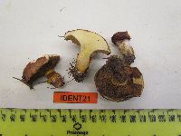 Suillus grevillei image