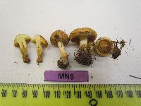 Pholiota howeana image