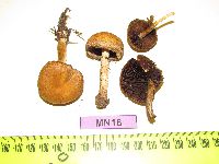 Lacrymaria lacrymabunda image