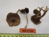 Inocybe sororia image
