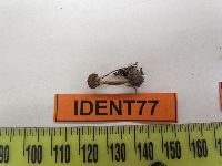 Lacrymaria lacrymabunda image