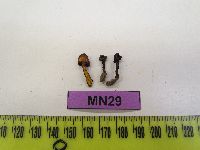 Chalciporus piperatus image