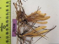 Clavariadelphus sachalinensis image