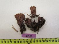 Thelephora terrestris image