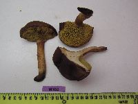 Boletus subtomentosus image