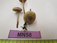 thumbnail image of current specimen