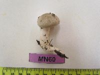 Hygrophorus eburneus image