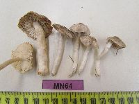 Tricholoma terreum image